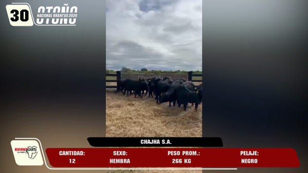 Lote LOTE 30