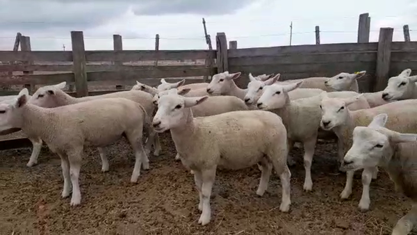 Lote 13 Corderos/as