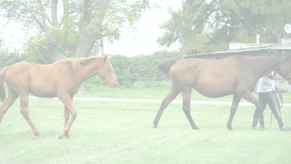Lote MATSUSHIMA (PORTAL DEL ALTO -  BIZUTAGE)  C/Cria y Preñez de ROMAN JOY