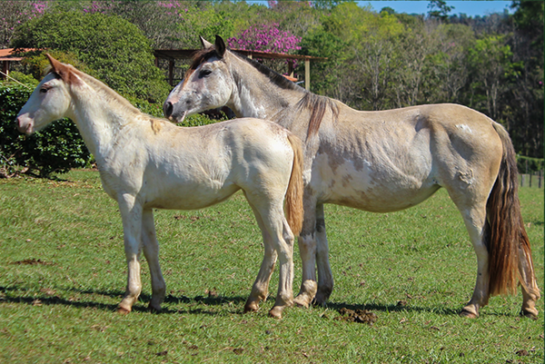 Lote CHAKE LA QUIJADA