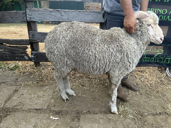 Lote Borrego 2D (MO: Si)