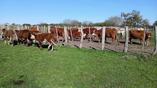 Lote 13 Terneros/as