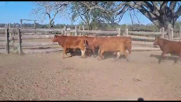 Lote VAQUILLONAS PREÑADAS