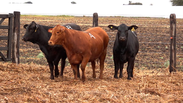 Lote VAQUILLONAS BRANGUS PREÑADAS Y CON SERVICIO de El Porvenir