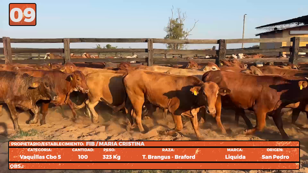 Lote LOTE 9