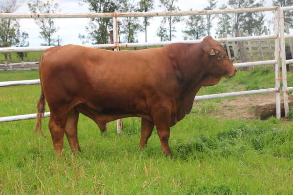 Lote Toros, Tacuarembó