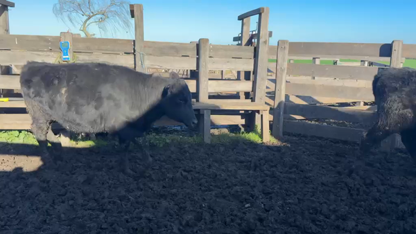 Lote NOVILLOS 1 a 2 AÑOS