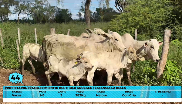 Lote LOTE 44