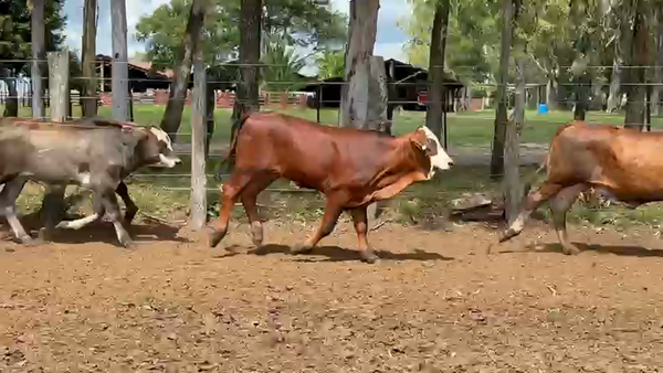 Lote 140 Terneros