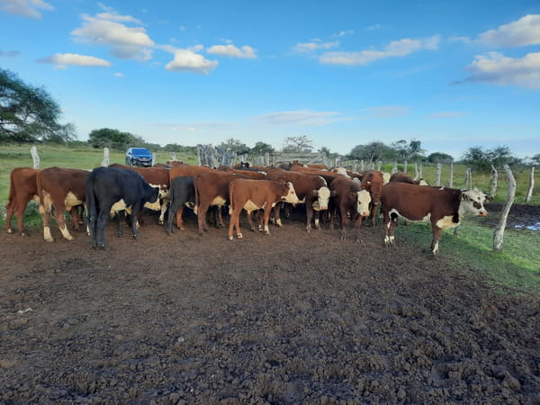 Lote SAENZ VALIENTE, BULLRICH Y Cia. S.A.