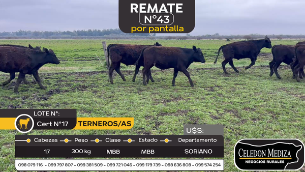 Lote 17 Terneros y Terneras en Agraciada, Soriano