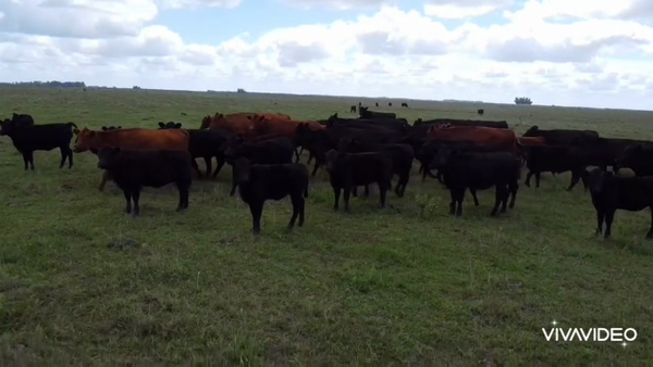 Lote 450 Terneros
