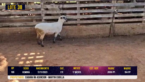 Lote LOTE 38