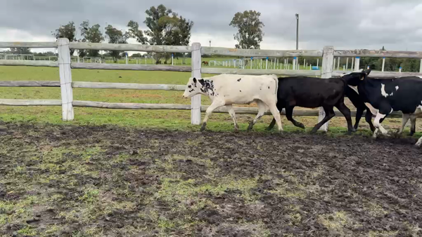 Lote TERNEROS