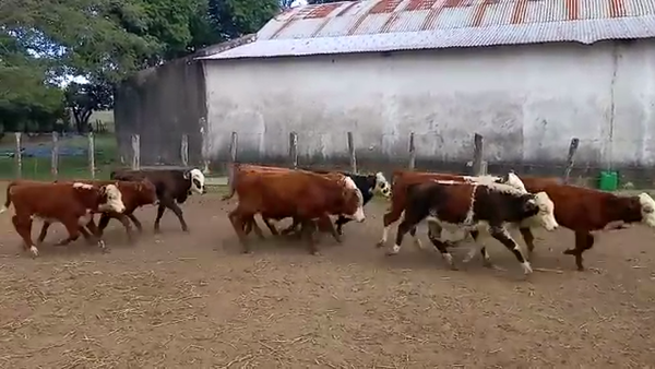 Lote 136 Terneros en Santa Lucía, Corrientes