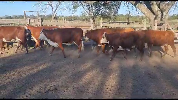 Lote VAQUILLONAS PREÑADAS