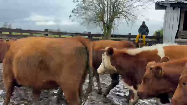 Lote 52 Vaquilla Engorda en Perquenco, IX Región Araucanía