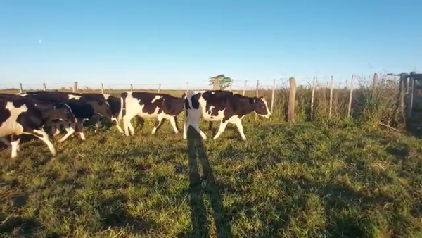 Lote Terneras  - margarita dubois