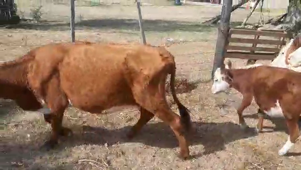Lote 10 Piezas de cría Hereford en Paso Del Rey