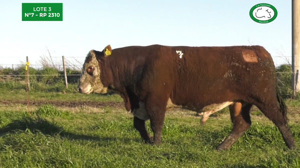 Lote Toros Polled Hereford Puros Registrados. Las Nazarenas