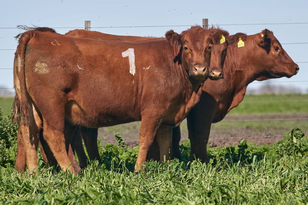 Lote "ME KEN" VAQUILLAS P.C Con Servicio