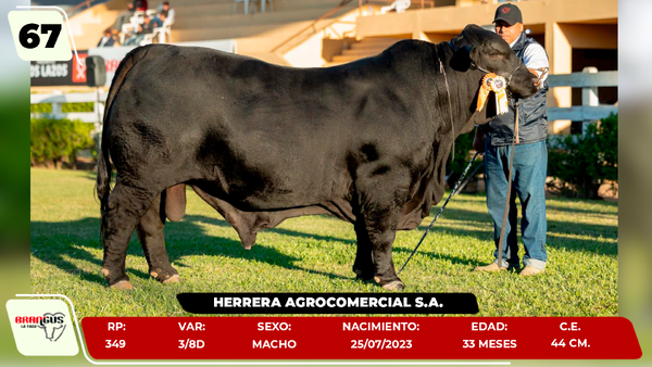 Lote LOTE 67