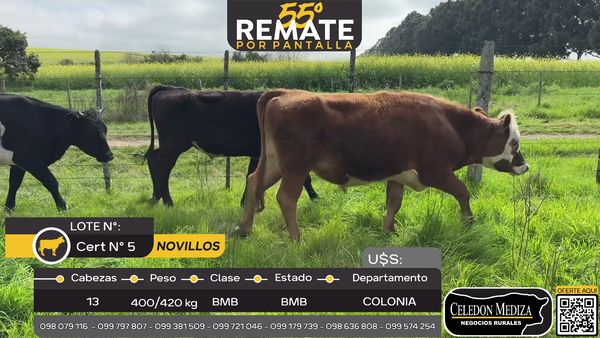 Lote 13 Novillos en Puntas de Riachuelo a 8 km de  Tarariras, Colonia