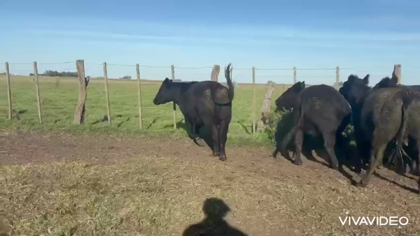 Lote 40 Vaquillonas C/ gtia de preñez