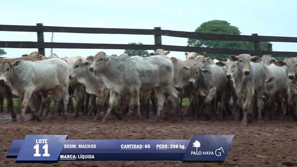 Lote Lote 11