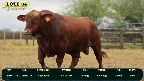 Lote LOTE 34