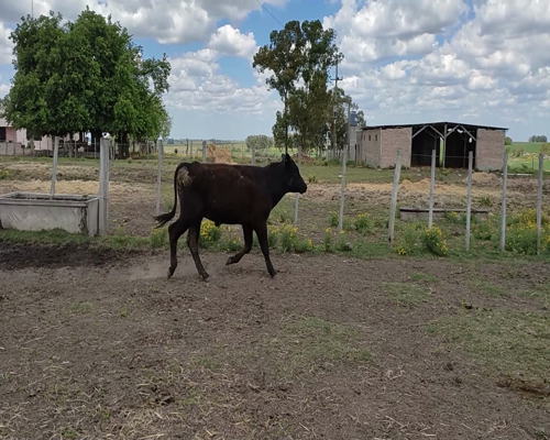 Lote (Vendido)3 Novillos 2 AA X HO,  1 HE XHO 330kg - , Colonia