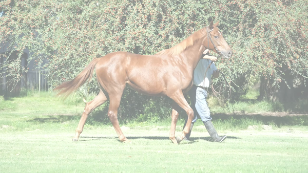 Lote VIENNA STYLE (A DIFFERENT STYLE -  MARSALUA)