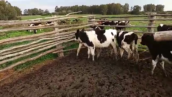 Lote 8 Terneros HOLANDO 85kg - , San José