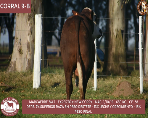 Lote Toro Braford Cabaña El Retiro