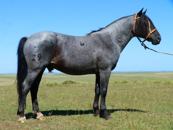 Lote León del Secreto