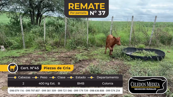Lote 2 Piezas de cría en Colonia