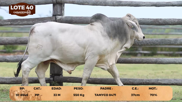 Lote LOTE 40
