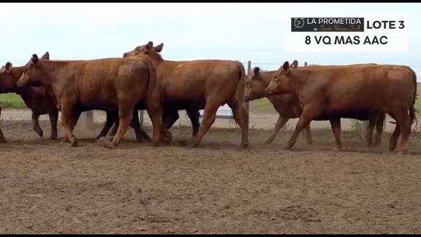 Lote "LA PROMETIDA" 8 VQ MAS AAN