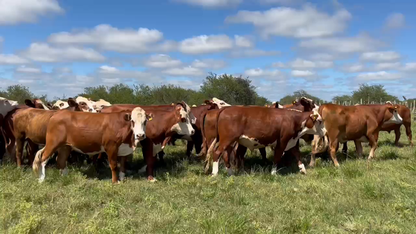 Lote 52 Novillos en Corrientes, Curuzú-Cuatiá