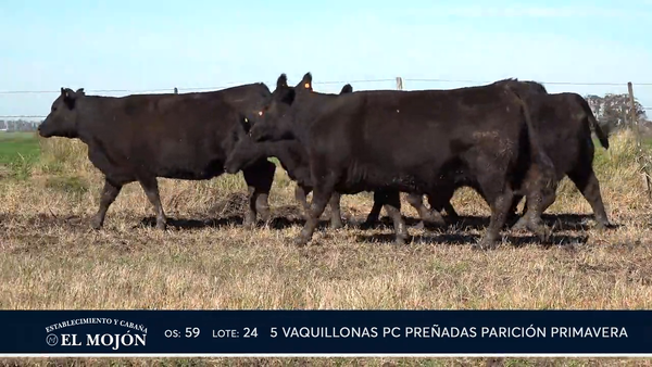 Lote NEGRAS PREÑADAS PARICIÓN PRIMAVERA