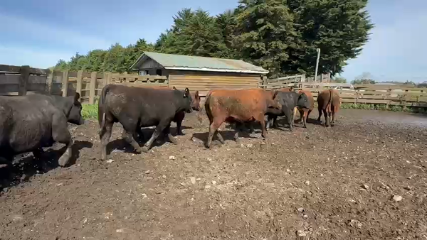  44 Novillo Gordo en Puyehue, X Región Los Lagos