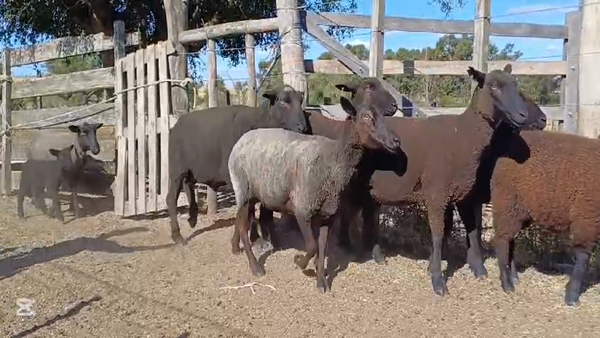 Lote CARNERO - OVEJAS