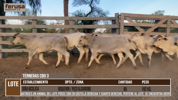 Lote LOTE 2