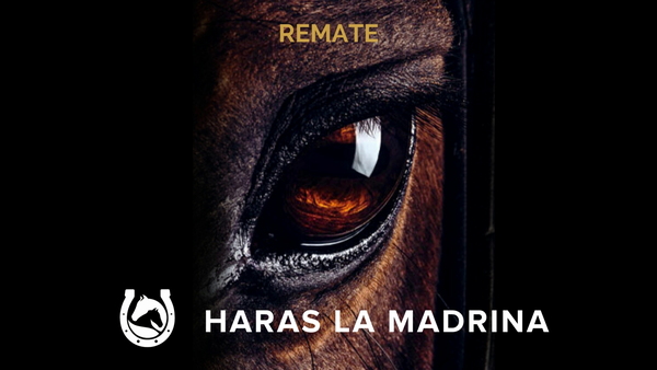 Lote CANDY BET (DADDY LONG LEGS - CANDY BEACH)