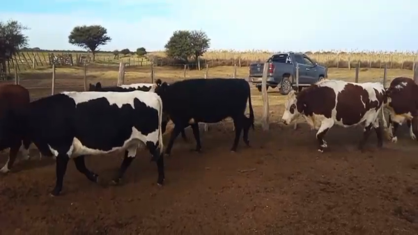 Lote 37 VACA NUEVA, MEDIO USO Y USADAS CON G/P