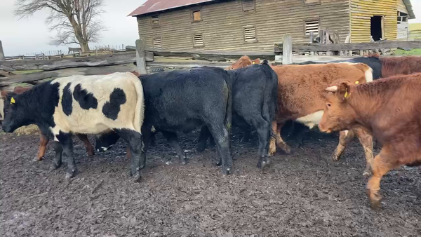 Lote 25 Novillo Engorda en Coyhaique, XI Región Aysén