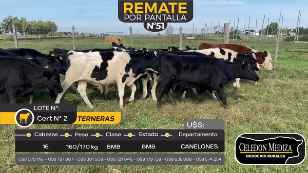 Lote 16 Terneras en Juanicó, Canelones