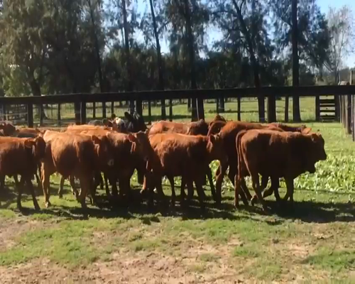 Lote 86 Terneros/as en Pdcia. de La Plaza, Chaco