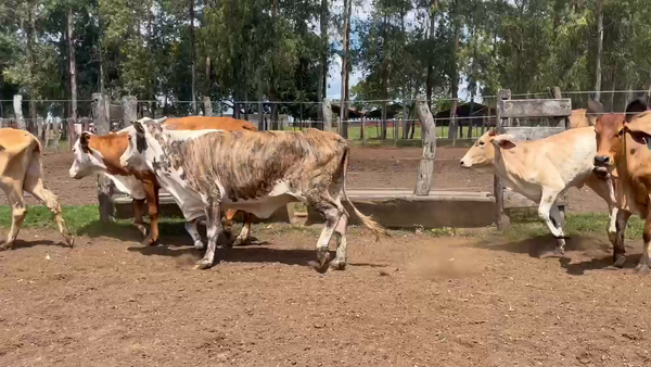 Lote 17 Vacas Conserva en Corrientes, Col. Libertad