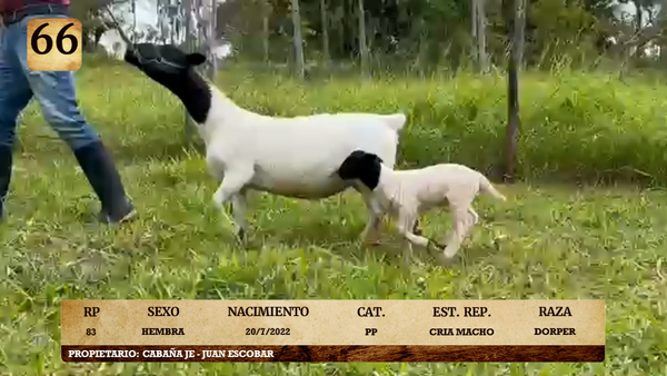 Lote LOTE 66